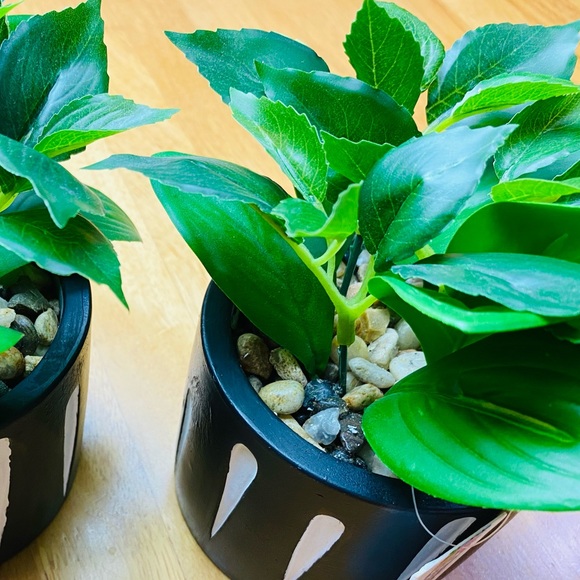 Green Green ONE beautiful 🪴 - Picture 8 of 12